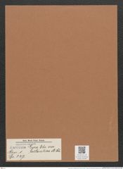 Navicula lyra var. atlantica A.Sch. (de-Toni-Nr.: Genus 1, Species 327) Zeichnungen Sammlung Grunow Mappe 00280 (Herbarium_W_Grunow_drawings_Folder_00280)